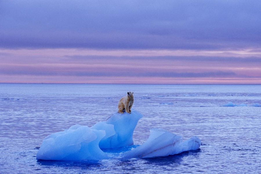A+polar+bear+stands+atop+an+iceberg+near+the+island+of+Spitsbergen%2C+in+Norways+Svalbard+archipelago.+Photo+courtesy+of+National+Geographic.