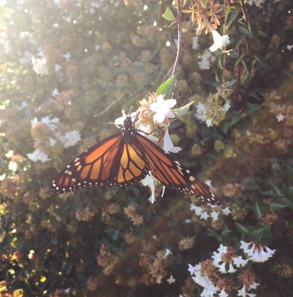 A monarch butterfly rests on a flowering bush outside of Choctaw and Chickasaw towers.