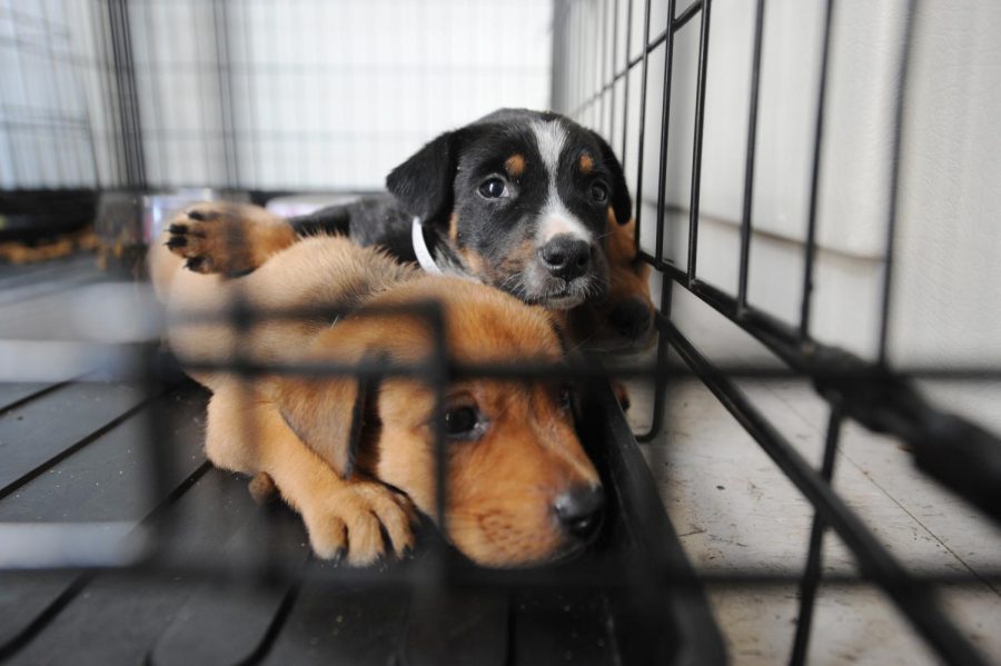 Dogs displaced by Hurricane Ike are sheltered at the local center set up by the Humane Society.
https://www.fema.gov/media-library/assets/images/54181