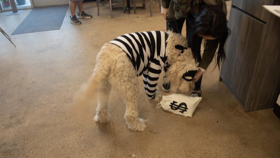This adorable bank robber stole hearts!